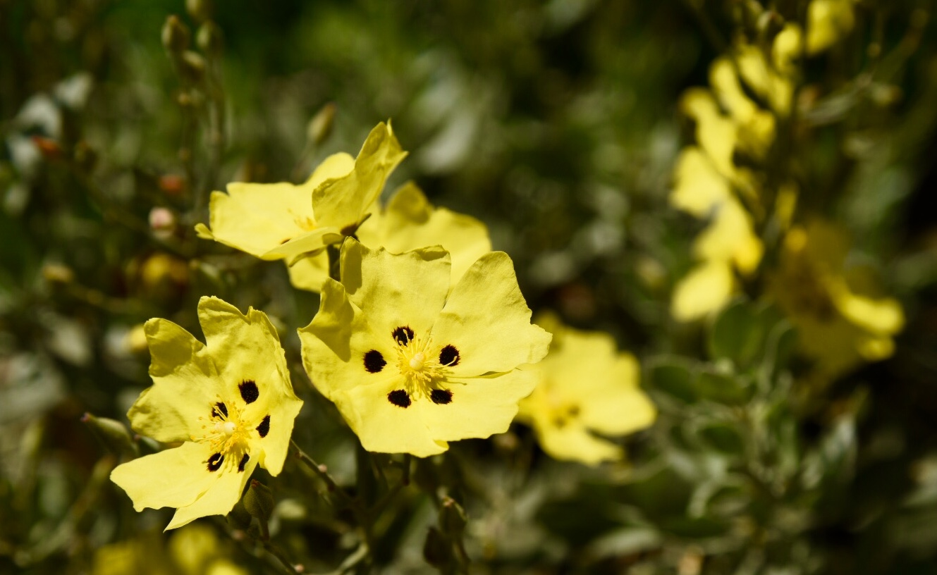 Il cisto giallo